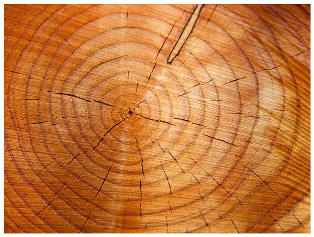 Φωτοταπετσαρία - Annual rings on a tree trunk 200x154