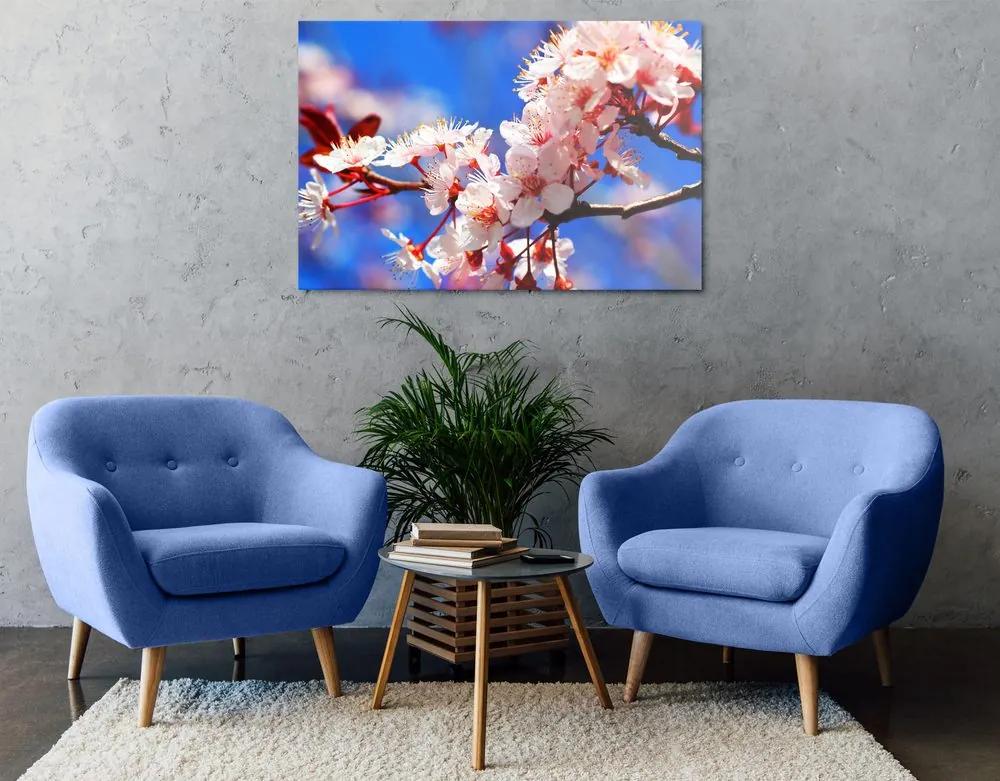 Εικόνα άνθη κερασιάς - 60x40