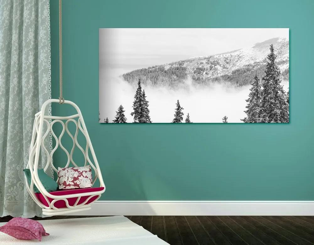 Εικόνα από χιονισμένα πεύκα σε μαύρο & άσπρο - 100x50