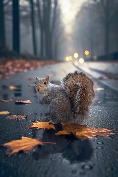 Φωτογραφία Autumn Squirrel, Marcel Egger