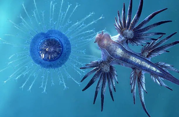 Φωτογραφία sea slug: glaucus atlanticus  eating, Oxford Scientific