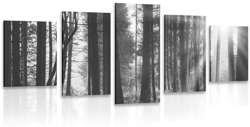Δάσος με εικόνα 5 μερών λουσμένο στον ήλιο σε ασπρόμαυρο