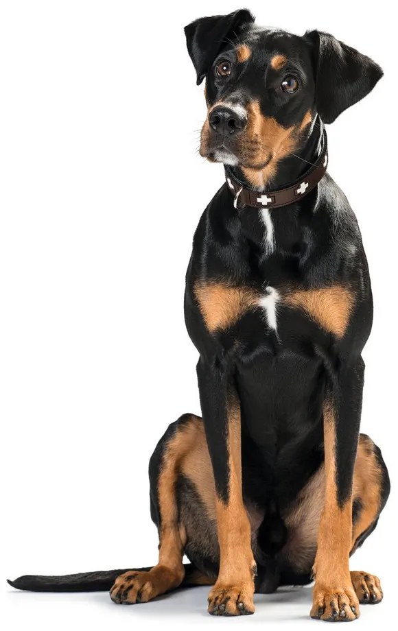 Κολλάρο Σκύλου Hunter Swiss 47-54 cm