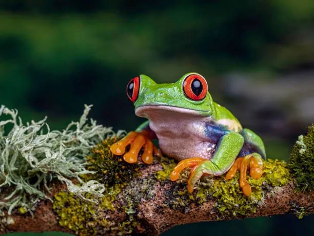 Φωτογραφία Close-Up Of Frog On Branch, Ringwood,, Peter Atkinson / 500px