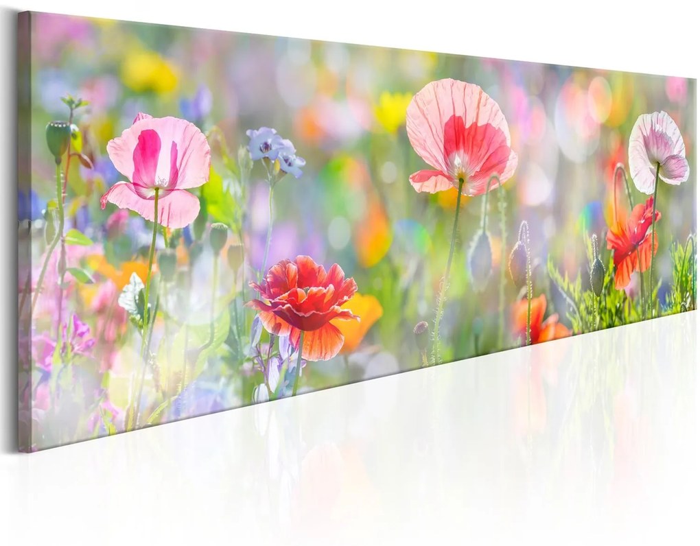 Πίνακας - Rainbow of Morning Poppies  135x45