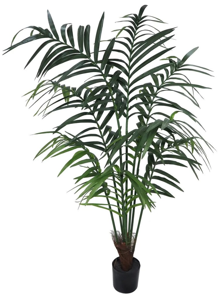 Plant in Pot CONCORAL Kentia Tropic 4000320A-GR