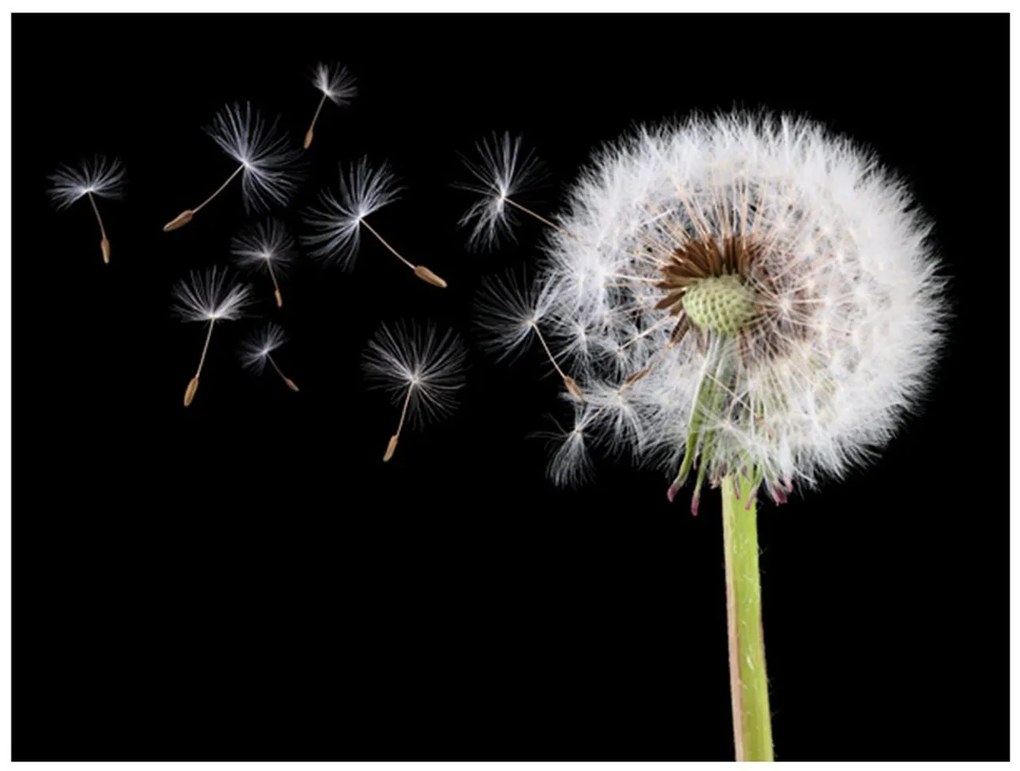 Φωτοταπετσαρία - Wind and dandelion 200x154