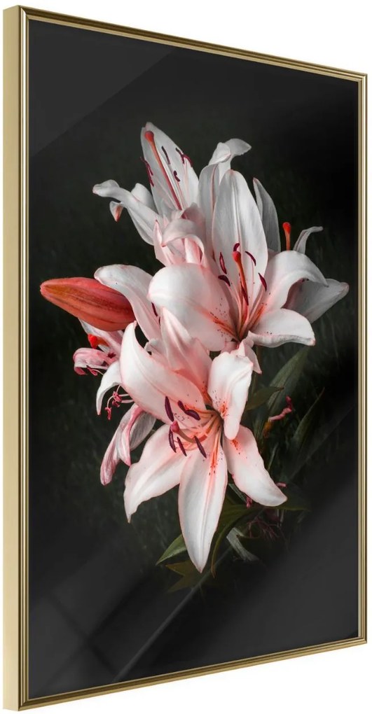 Αφίσα - Pale Pink Lilies - 20x30 - Χρυσό - Χωρίς πασπαρτού