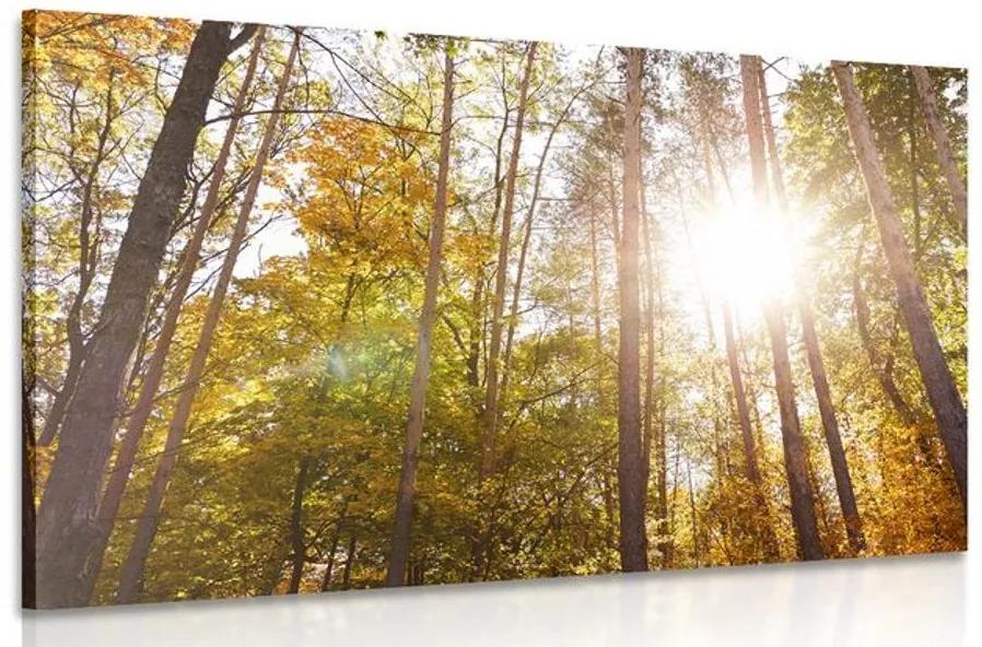 Εικόνα δάσους στα χρώματα του φθινοπώρου - 90x60
