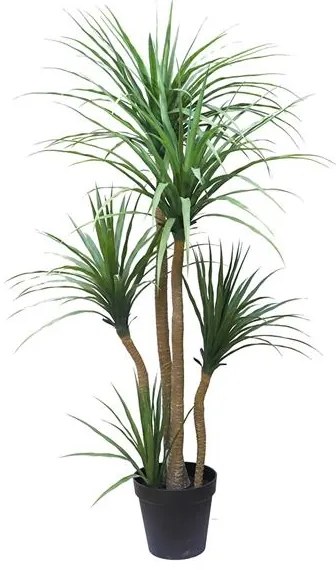 DRACAENA  NP_28_155  ΥΨΟΣ 155cm NewPlan