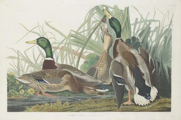 Αναπαραγωγή Mallard Duck, 1834, John James (after) Audubon