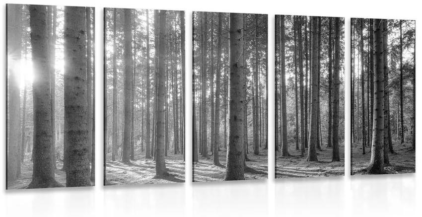 Εικόνα 5 μερών που τρέχει στο δάσος σε ασπρόμαυρο