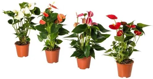 ANTHURIUM φυτό σε γλάστρα, Ανθούριο 204.449.06