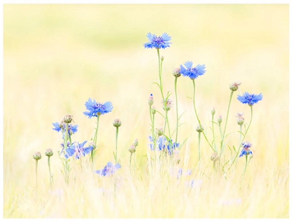 Φωτοταπετσαρία - Cornflowers 300x231