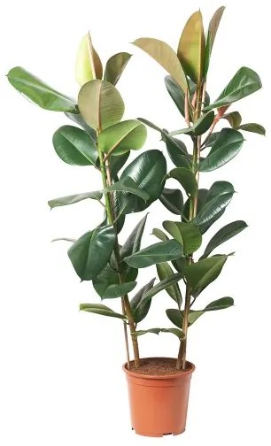 FICUS ELASTICA ROBUSTA φυτό σε γλάστρα/2 βλαστοί, 27 cm 804.952.00