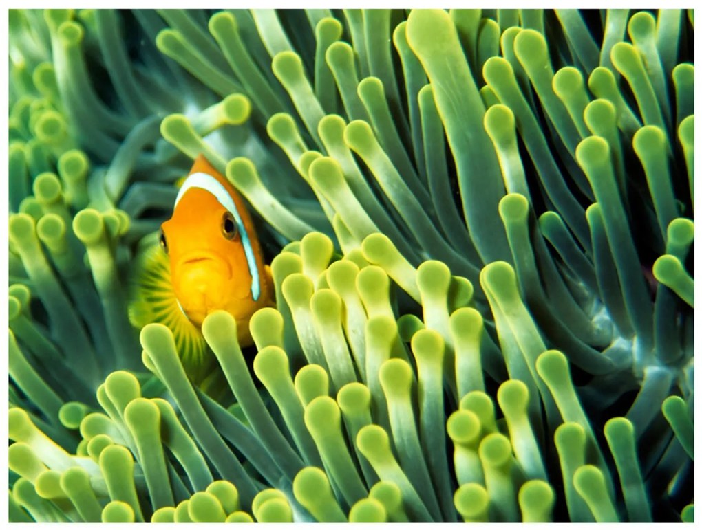 Φωτοταπετσαρία - Anemonefish 250x193