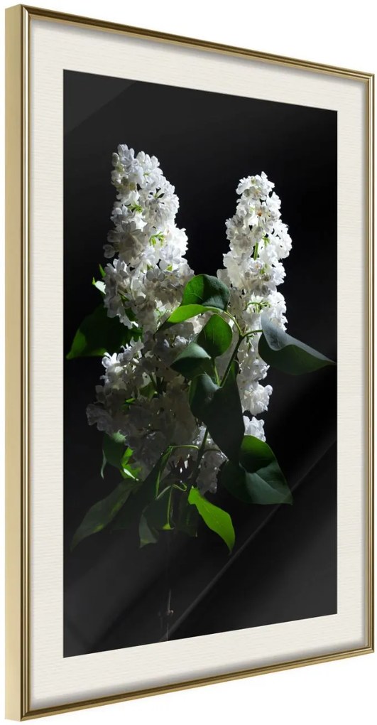 Αφίσα - White Lilac - 20x30 - Χρυσό - Με πασπαρτού