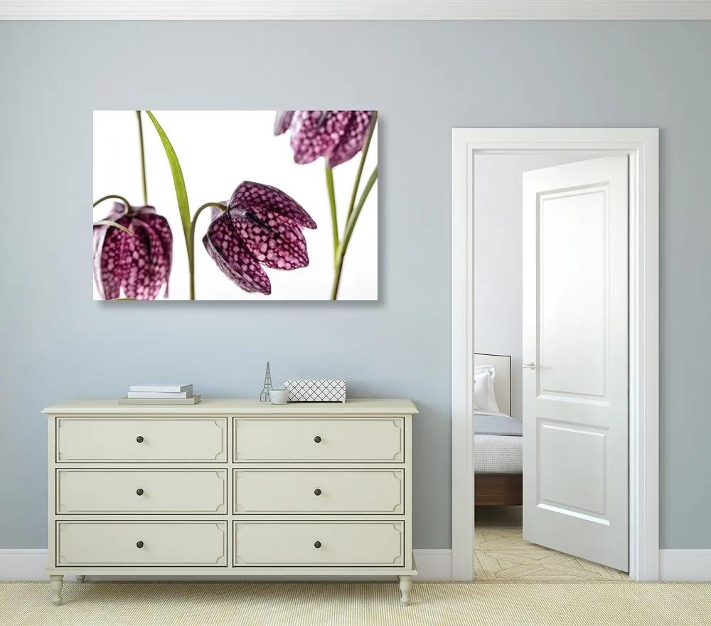 Εικόνα μωβ καρό λουλούδι - 60x40