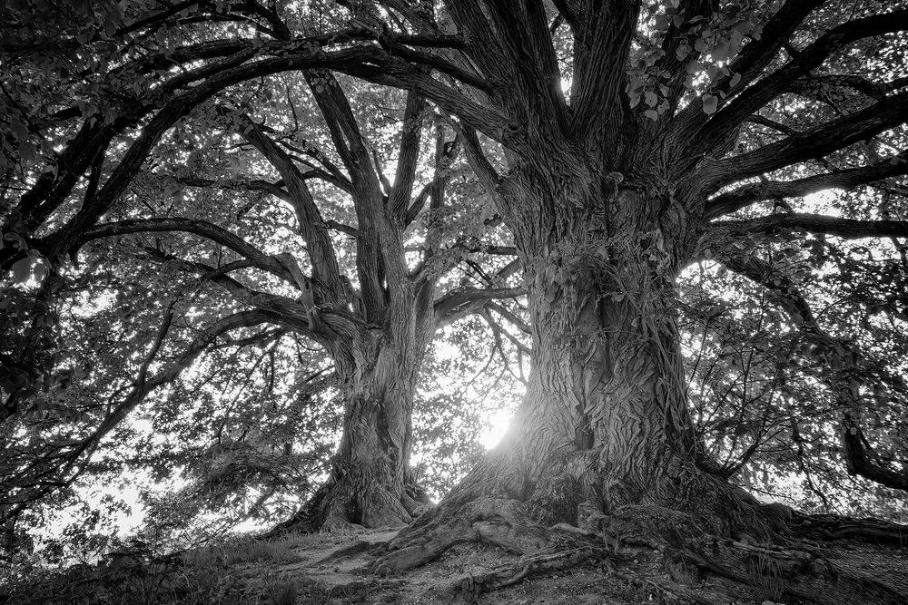 Εικόνα ασπρόμαυρα μεγαλοπρεπή δέντρα - 90x60