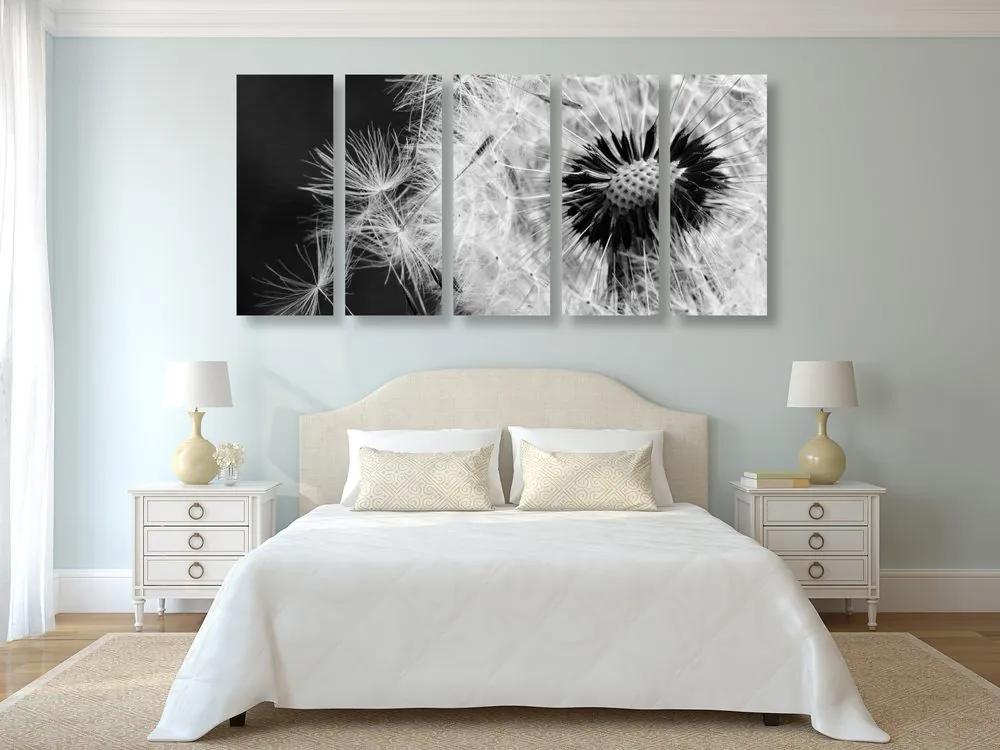 5 μέρη εικόνα σπόροι πικραλίδας σε μαύρο & άσπρο - 100x50