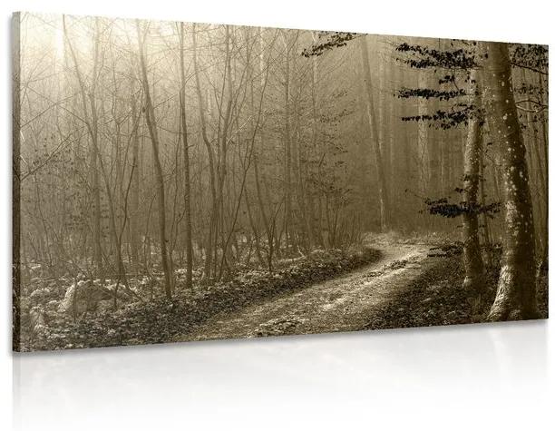 Εικόνα μονοπάτι σέπια προς το δάσος - 120x80