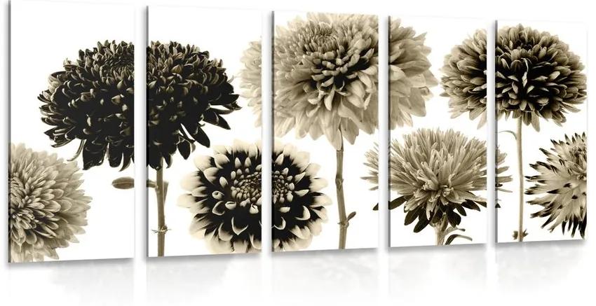 5 μέρη εικόνα λουλούδια ντάλια σε διάφορα σχέδια σε σχέδιο σέπια