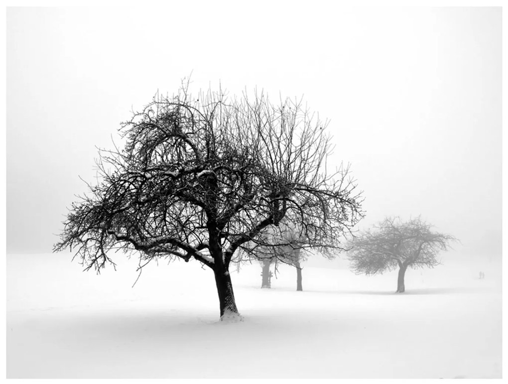 Φωτοταπετσαρία - Winter: Trees 200x154