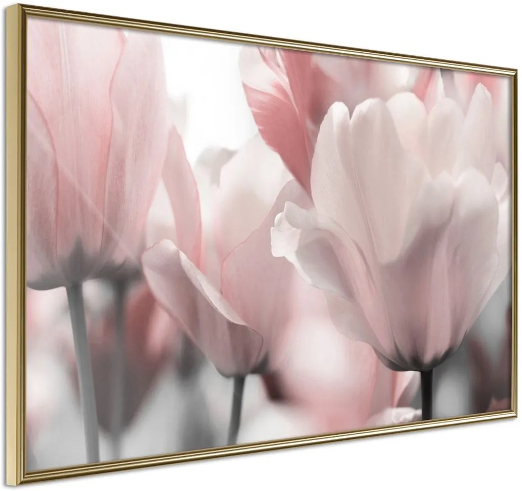 Αφίσα - Pastel Tulips II - 30x20 - Χρυσό - Χωρίς πασπαρτού