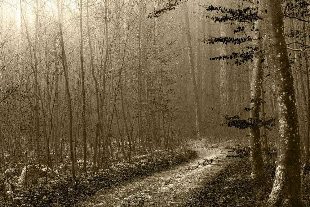 Εικόνα μονοπάτι σέπια προς το δάσος - 60x40
