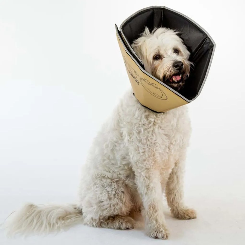 All Four Paws Κώνος/Κολάρο Ανάρρωσης Comfy Cone M 20 εκ. Ταμπά