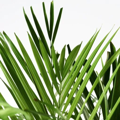 DYPSIS LUTESCENS φυτό σε γλάστρα, Αρέκα 468.040.05