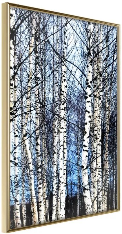 Αφίσα - Winter Birch Trees - 40x60 - Χρυσό - Χωρίς πασπαρτού