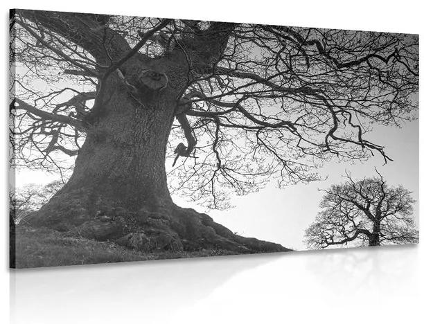 Εικόνα συμβίωση δέντρων σε μαύρο & άσπρο - 60x40