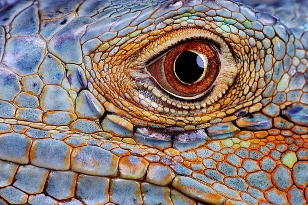 Φωτογραφία Iguana (Iguana iguana) eye, close-up, Hans Strand