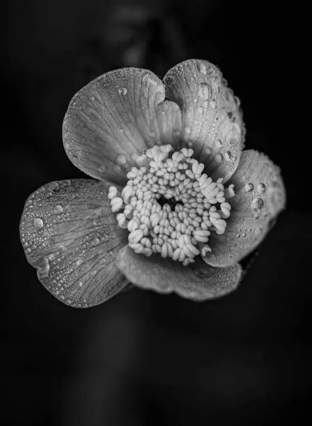 Φωτογραφία Close-up of raindrops on flower, Bill Martin / 500px