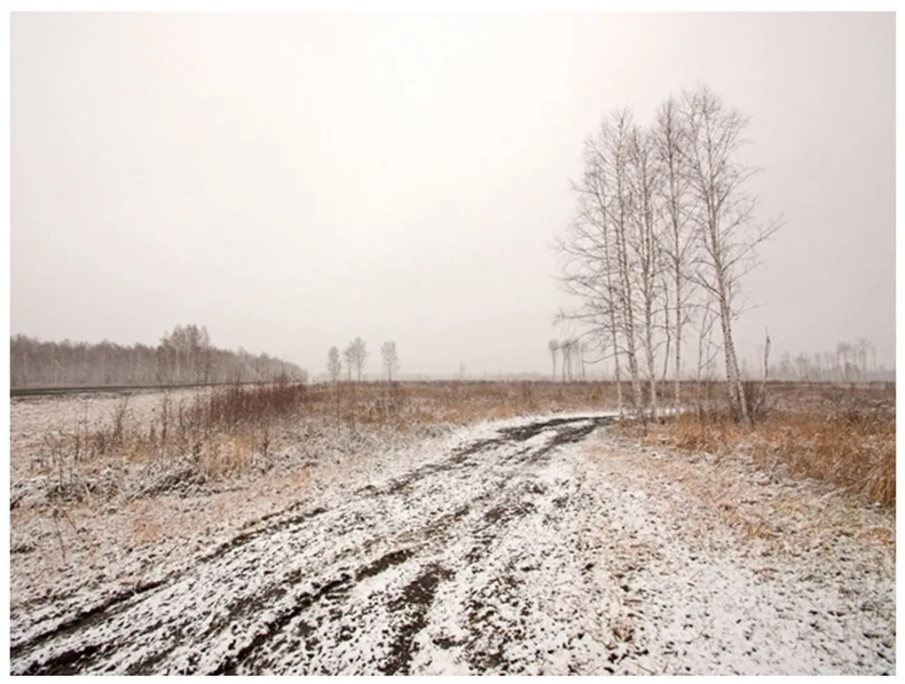 Φωτοταπετσαρία - Winter field 350x270