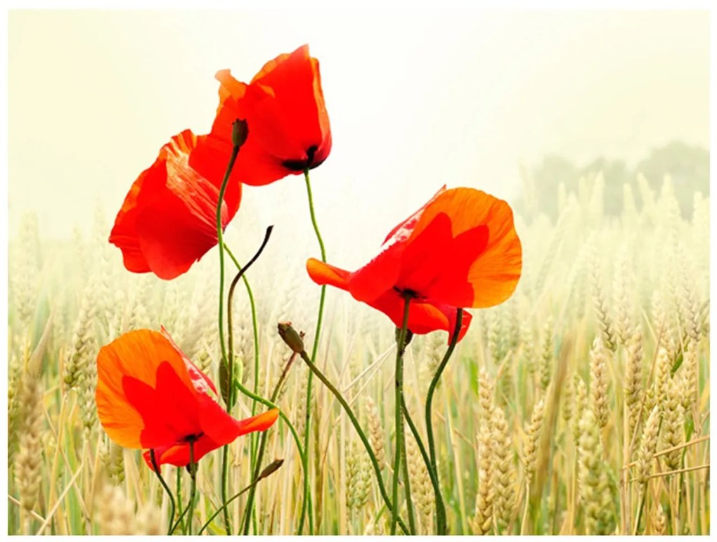 Φωτοταπετσαρία - The beauty of wild poppies 250x193