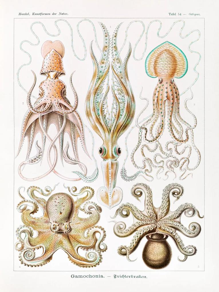 Εκτύπωση έργου τέχνης Gamochonia–Trichterkraken (Octopus / Academia) - Ernst Haeckel, (30 x 40 cm)