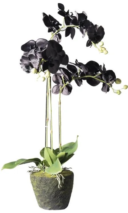 Supergreens Τεχνητό Φυτό Ορχιδέα Phalaenopsis Real Touch Μαύρη με Βάση Moss 85 εκ