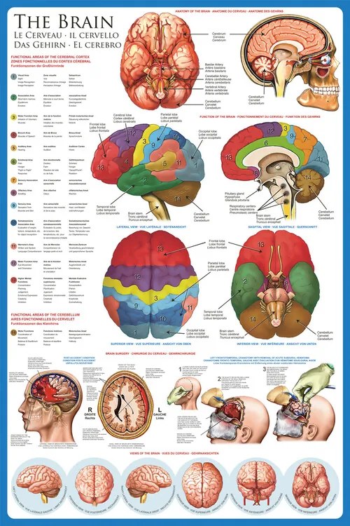 Αφίσα The Brain