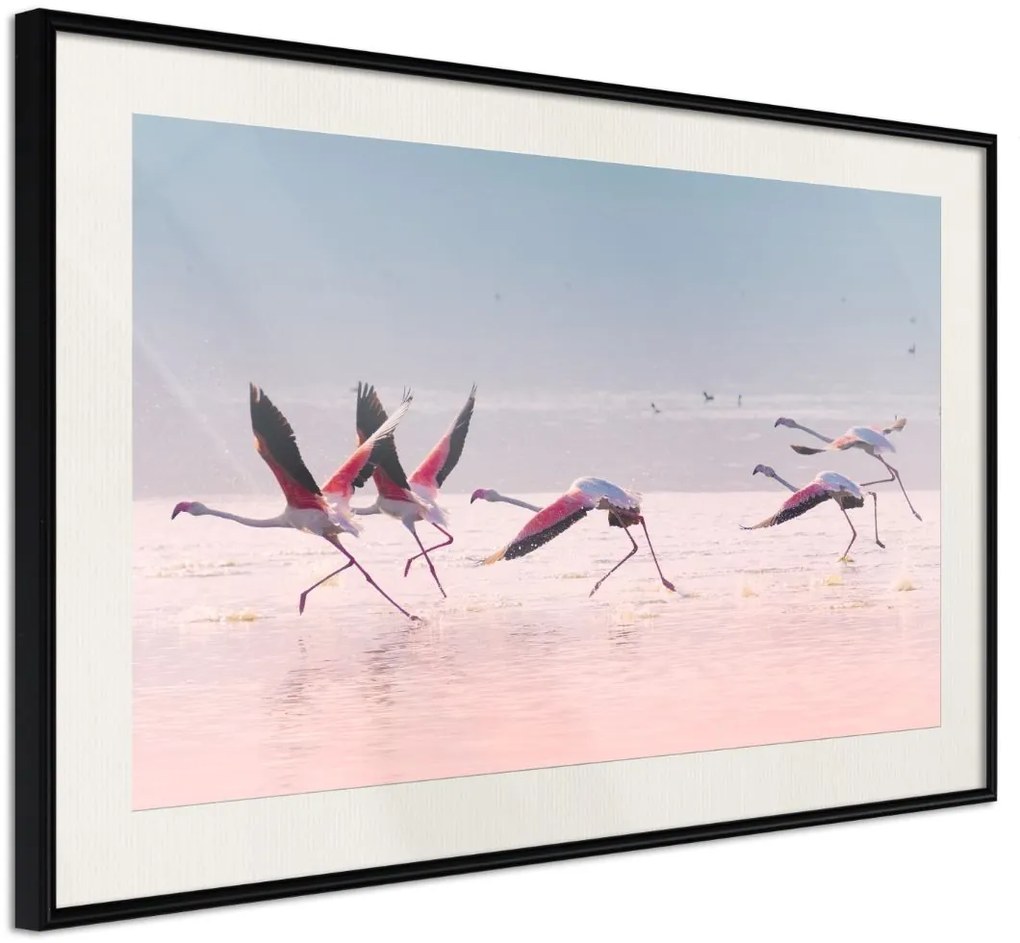 Αφίσα - Flamingos Breaking into a Flight - 90x60 - Μαύρο - Με πασπαρτού