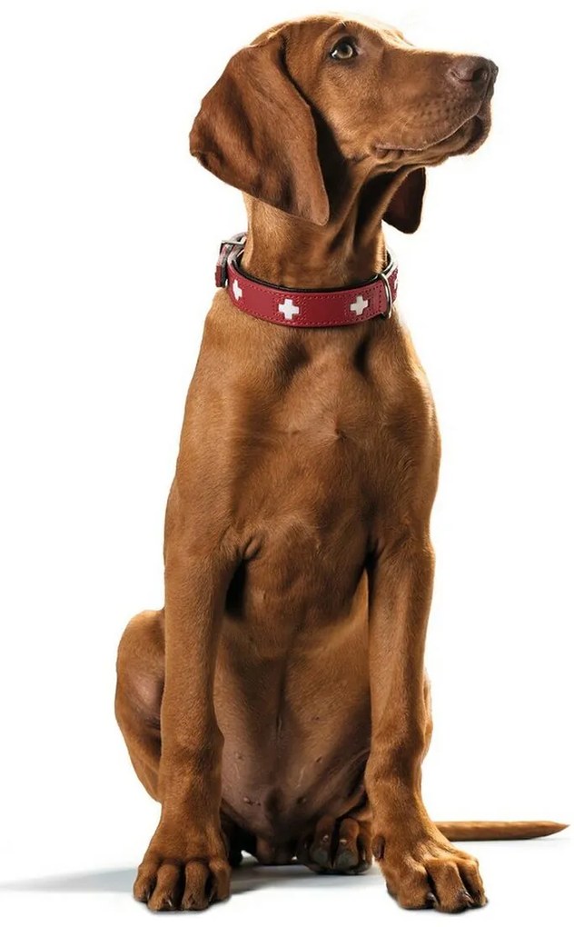 Κολλάρο Σκύλου Hunter Swiss Κόκκινο/Μαύρο 35-43 cm