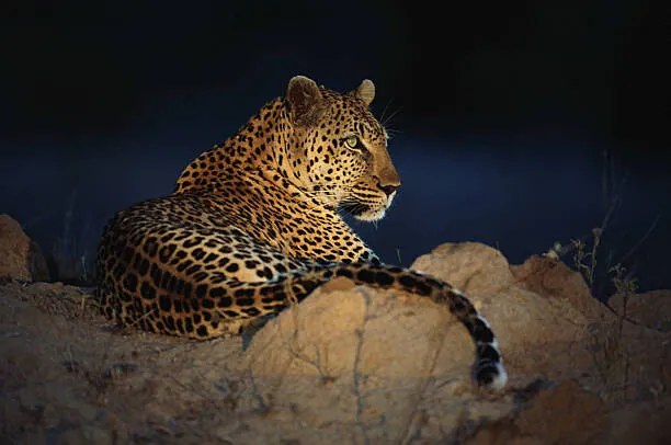 Φωτογραφία African leopard (Panthera pardus) laying on rock, Daryl Balfour