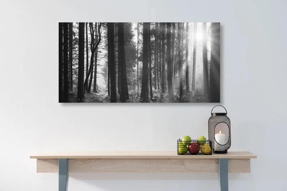Εικόνα δάσους ηλιόλουστο σε μαύρο & άσπρο - 100x50