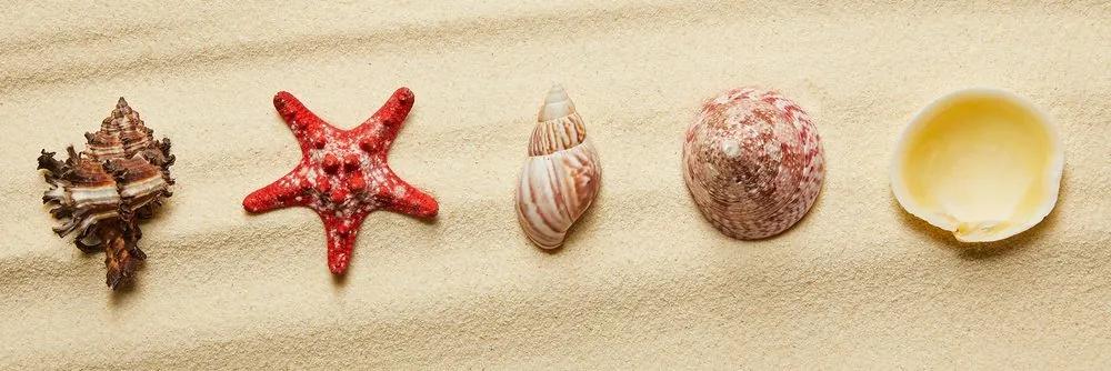 Εικόνα από κοχύλια σε μια αμμώδη παραλία - 150x50
