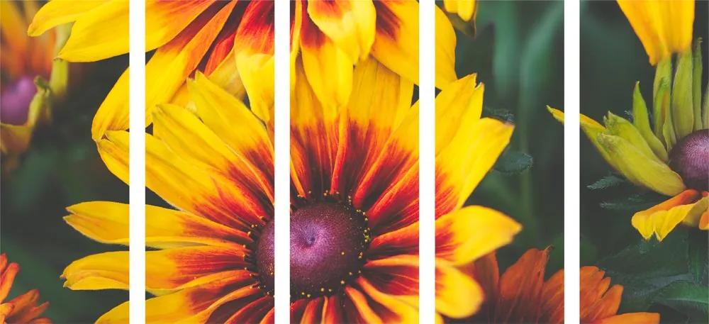 Εικόνα 5 μερών ελκυστικά δίχρωμα λουλούδια - 100x50