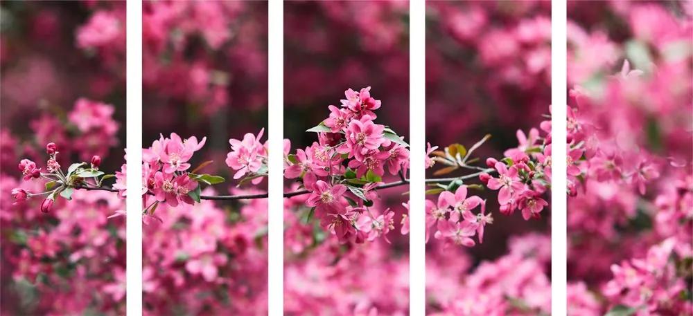 Εικόνα 5 τμημάτων λεπτομερή άνθη κερασιάς - 100x50