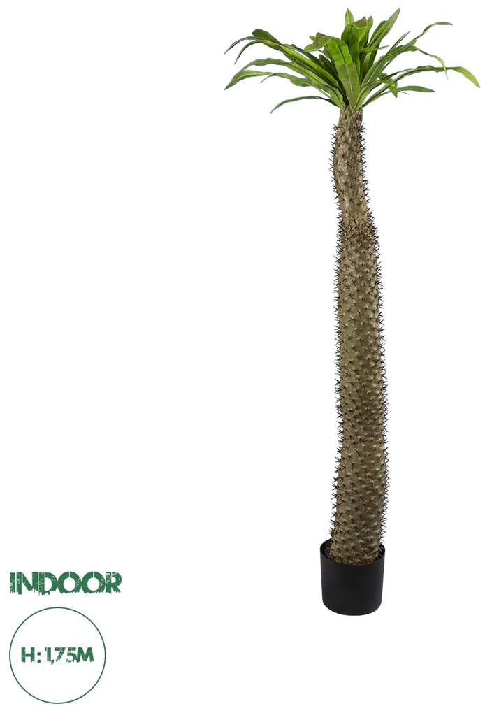 20130 GloboStar®  Artificial Garden PACHYPODIUM LAMEREI PALM TREE 20130 Τεχνητό Διακοσμητικό Φυτό Φοίνικας της Μαγαδασκάρης Υ175cm