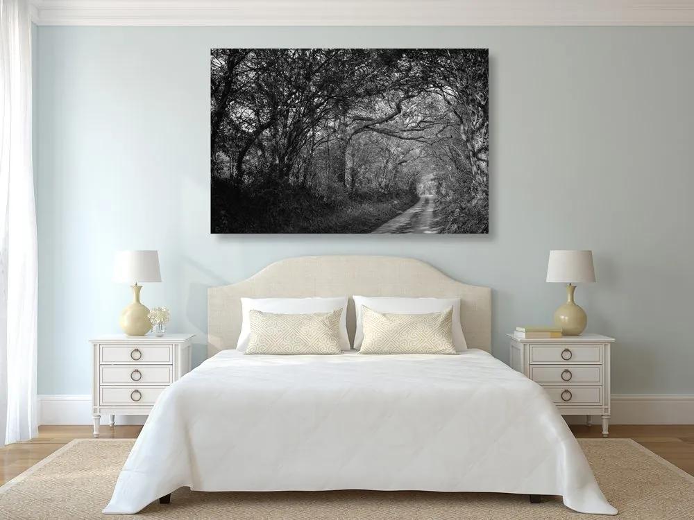 Εικόνα ασπρόμαυρο δάσος - 120x80