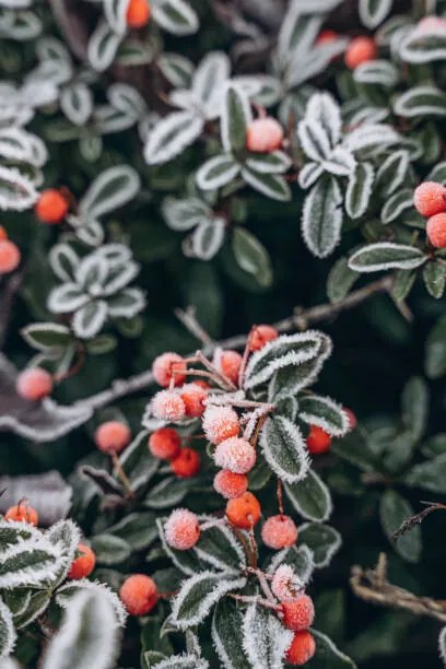 Φωτογραφία A bush with red berries in, Anastasiia Voloshko